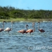 flamingo_pink_wc_h_0178_tci0178.jpg